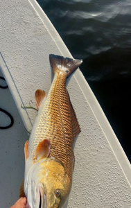 Shiny Redfish In South Louisiana 